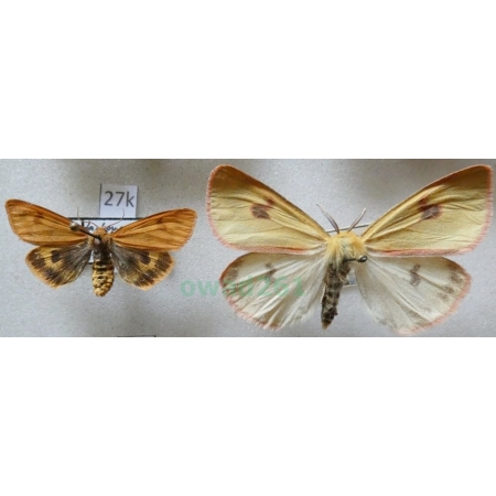 Diacrisia sannio (Linnaeus, 1758) pair Niedźwiedziówka jastrzębica Czech27k
